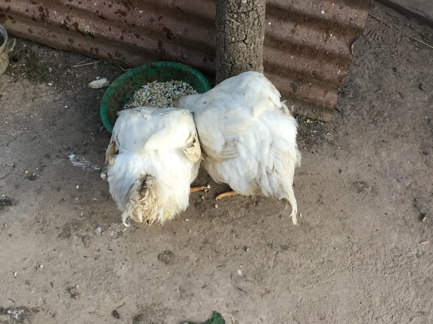 Two chickens with their head in a bucket feeding, outside in Mexico