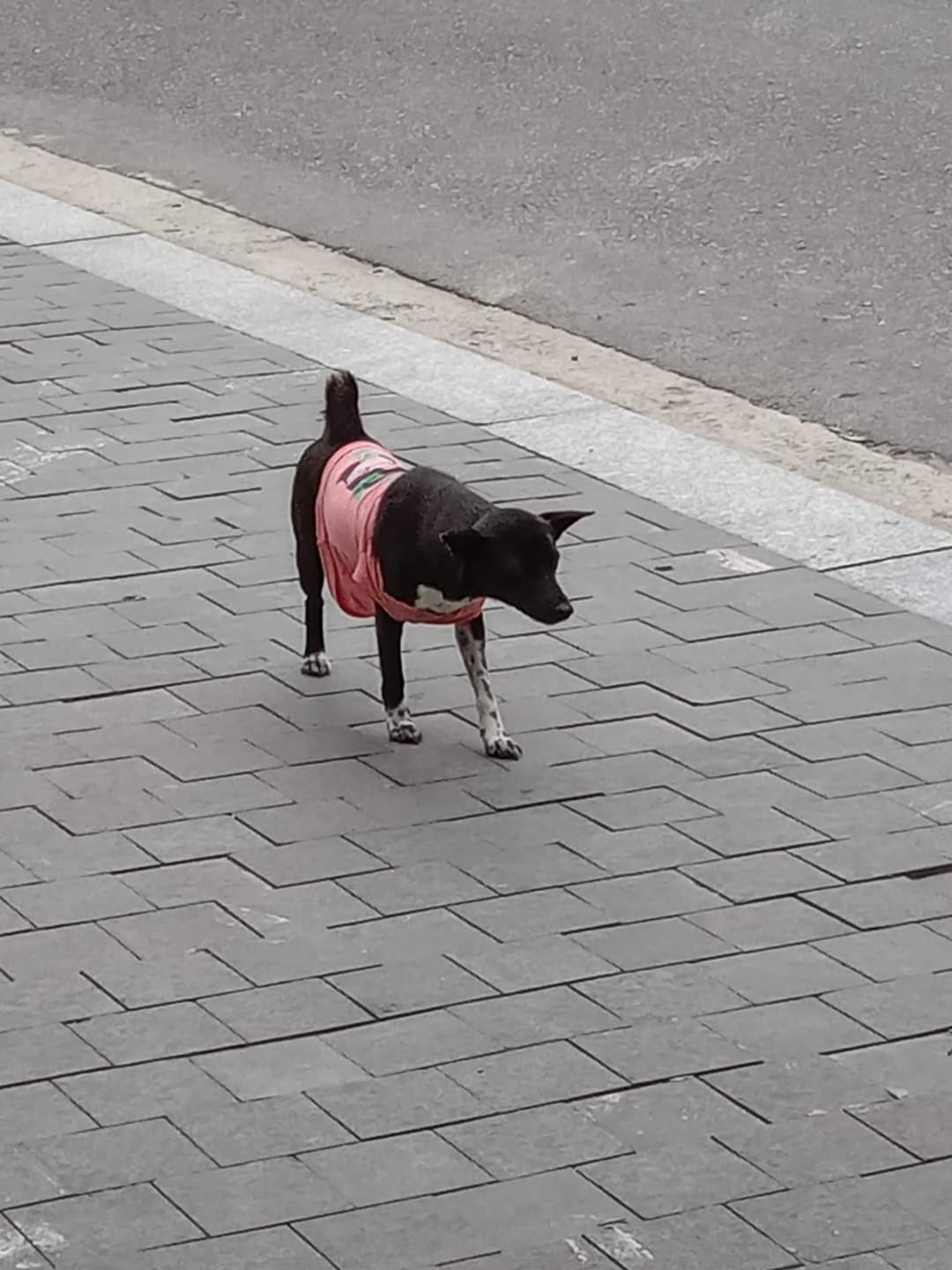 Cute black dog with only 3 legs, wearing a pink t-shirt